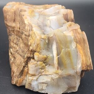Petrified wood